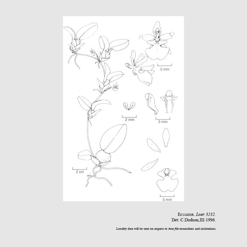 Otoglossum luerorum